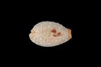 藏品(鯊皮寶螺)的圖片